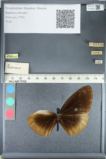 Media type: image;   Entomology 159859